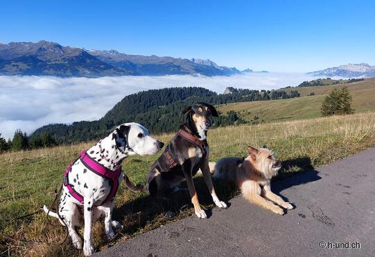 Bergstation Palfries - Kurhaus Sennis - Talstation