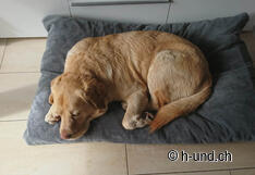 Rocky nach dem Ausflug: Hundemüde :-).