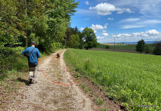 Escursione nella foresta di Buechiberg.