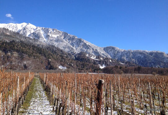 Escursione dei vini della Valle del Reno grigionese