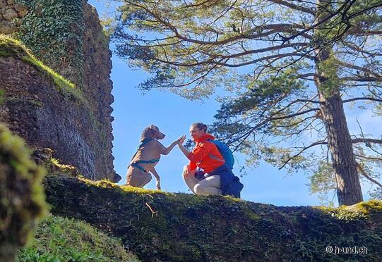 Old Wädenswil castle ruins