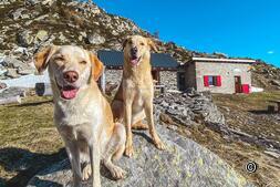 Aventure en cabane Suisse : expérience avec le chien