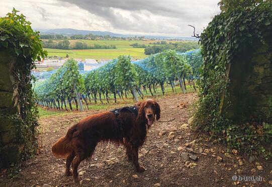 Giornali - San Biagio