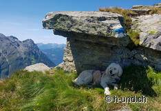 Zorro a breve pausa ombra.