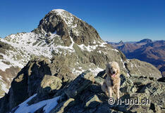 Zorro geniesst die Aussicht.