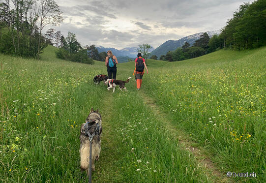 Escursione circolare di Ellhorn