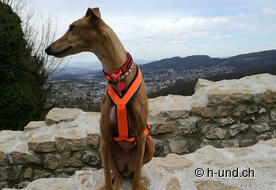 Finja enjoys the view