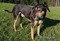 Amigo geniesst die herrliche Aussicht.