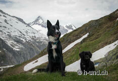 Mex and Nala enjoy the view