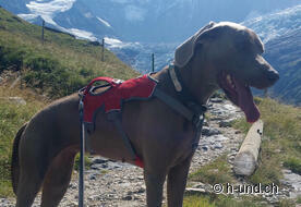 Indira geniesst die Aussicht
