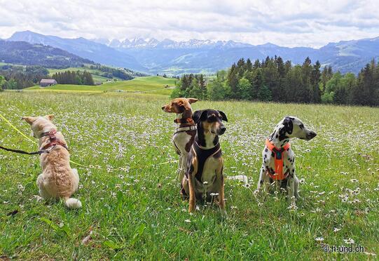 Hemberg - Tempio di Salamon - Krummenau - Wattwil