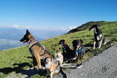 Hoher Kasten – Kamor – Zapfen – Resspass – Chluserenweidli – Brülisau