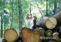Kinja s'amuse dans la forêt.