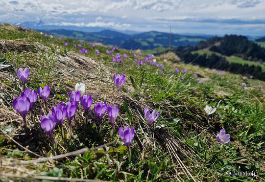 Crocus carpet on Rämisgummen