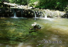 Ottimo nuoto ovunque.