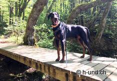 Artus liebt diese Wanderung.