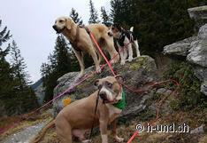 Pose de Kaya, Nemesis et Katil