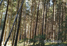 The sections in the forest offer wonderful shady places.