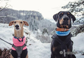 Amanti dei cani in viaggio