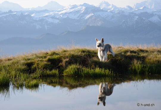 Niederhorn-Gemmenalp-Beatenberg