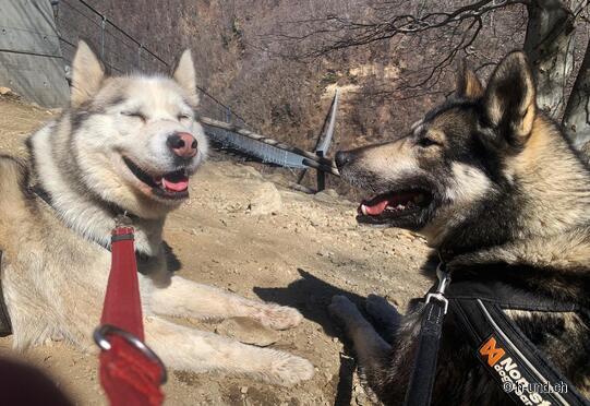 Ponte tibetano Carasc