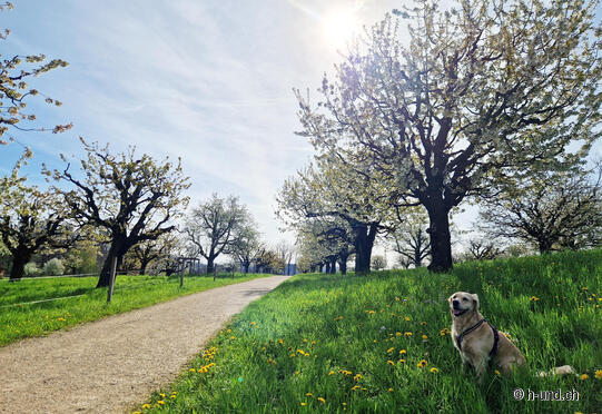 Prattler Chirsiweg (Kirschenweg), Erli