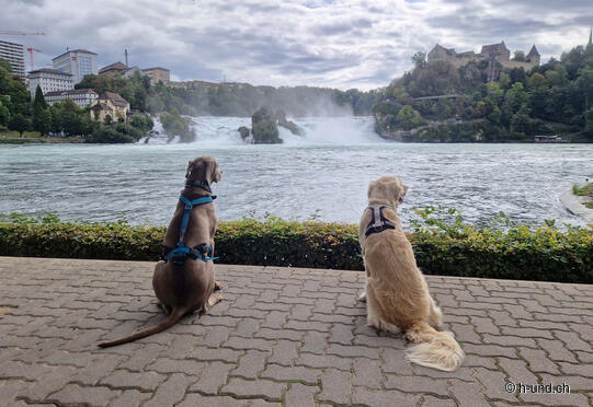 Rheinfall-Rundweg Dachsen