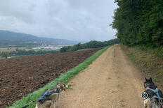 Rheinfelden - Sonnenberg - Mumpf