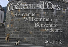 I cani sono i benvenuti qui.