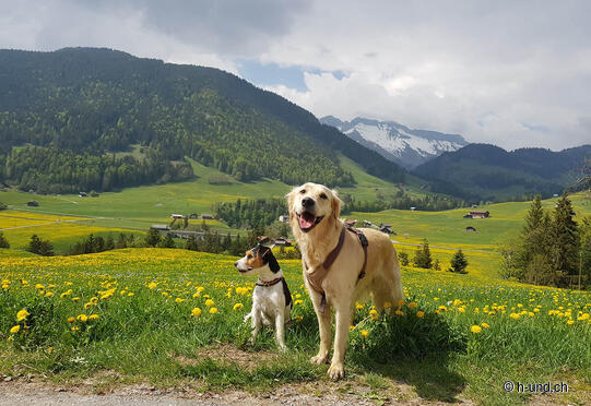 Rougemont-Château-d'Oex