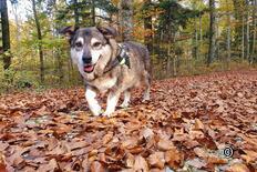 Schaffhausener Rundweg