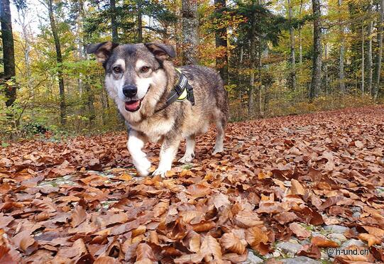 Itinerario circolare Sciaffusa