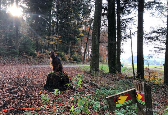 Buchegg Castle - Gächliwil - Buchegg Castle