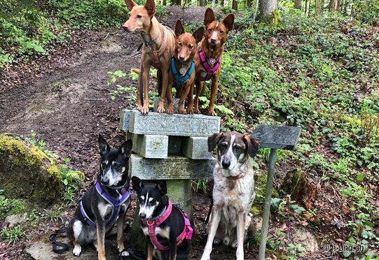 Schloss Liebegg - Schloss Trostburg - Siebenstein & Sandsteinhöhlen Rundwanderung Gränichen
