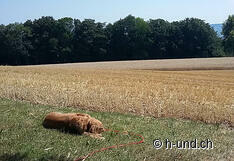 Morris geniesst gemütlich die Aussicht.