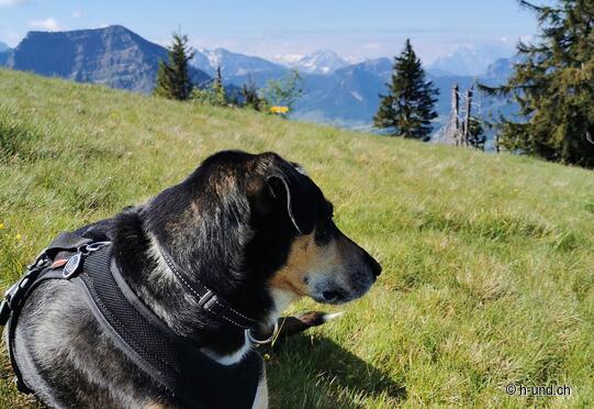 Schwägalp-Hinterfallenchopf-Schwägalp