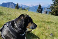 Schwägalp-Hinterfallenchopf-Schwägalp