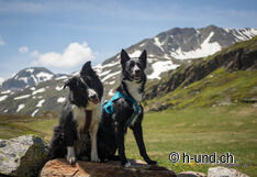 Mex and Layos on the way to the Staldhorn