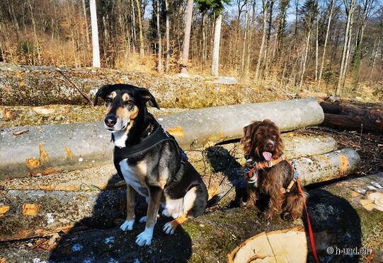 Escursione circolare di Stammerberg