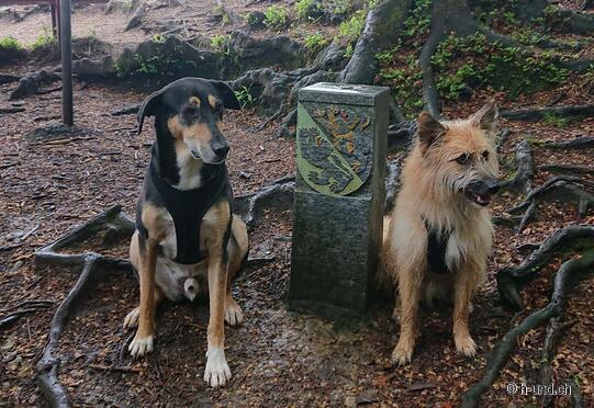 Percorso circolare della pigna di Turgovia