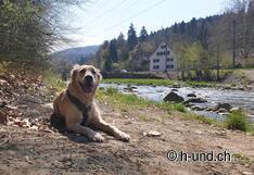 E' tempo di indugiare: A rinfrescarsi alla Sihl.