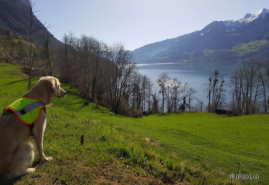 Weesen Fly - Quinten