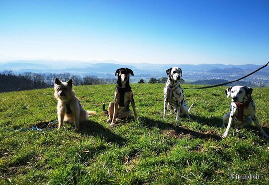 Wil - Dreibrunnen - Trungen - Bettwiesen - Beckingen - Maugwil - Wil