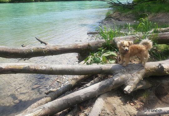Escursione circolare Zehndermätteli