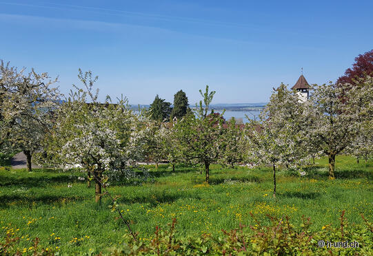 Zuger-Chriesi-Bluescht-Weg
