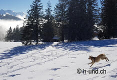 Arvenbüel Richtung Schweizer Familien Feuerstelle