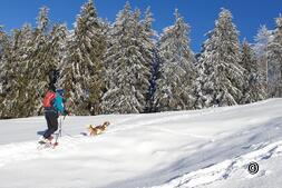 Randonnées dans la neige avec un chien : découvrez la Suisse
