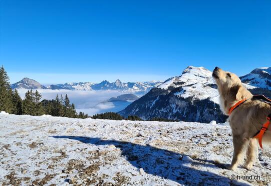 Circuit de luge Klewenalp Beckenried - Chälenegg-Twäregg-Stockhütte-Emmetten