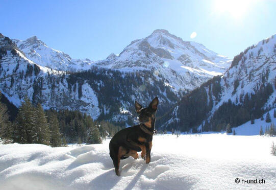 Lauenensee mit Hanibal