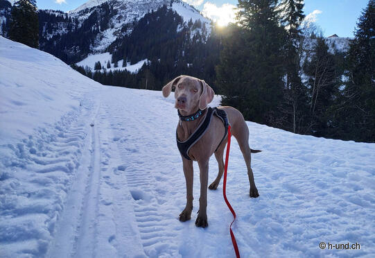 Circular hike Springenboden, Diemtigtal